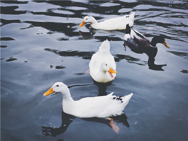 1585902678465845.png 圖片2_副本.png