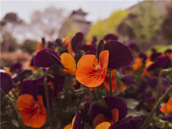 1585902704576509.png 圖片3_副本.png