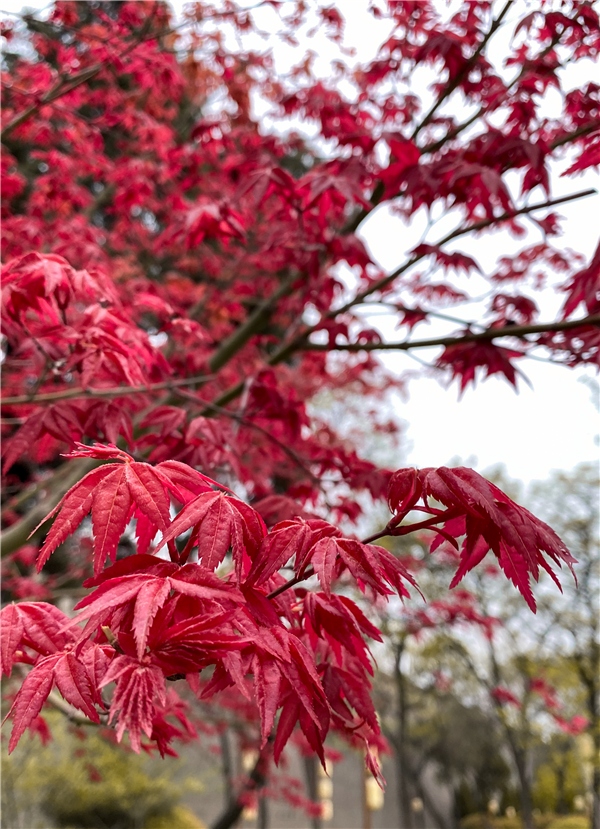 1585902774949160.png 圖片6_副本.png