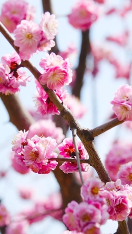 1586768137937231.jpg 櫻花3_副本.jpg