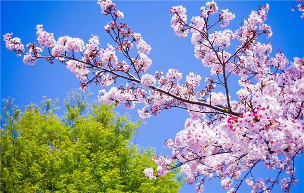 1586768144243170.jpg 櫻花2_副本.jpg