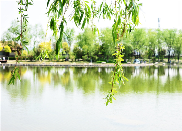 1586768172447235.jpg 柳_副本.jpg