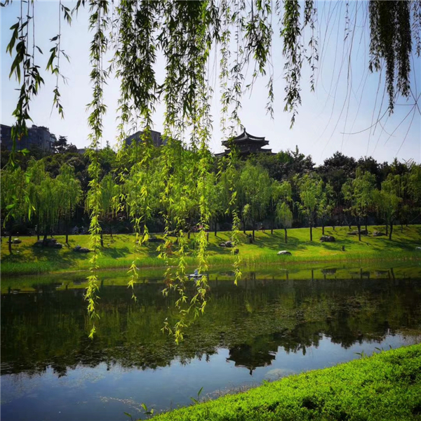 1586768177419242.jpg 柳樹2_副本.jpg