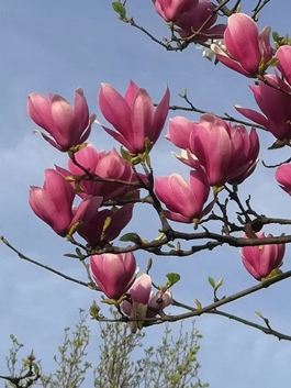 1586768215651541.jpg 玉蘭2_副本.jpg