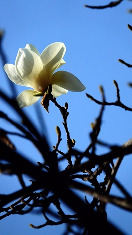 1586768222963455.jpg 玉蘭3_副本.jpg