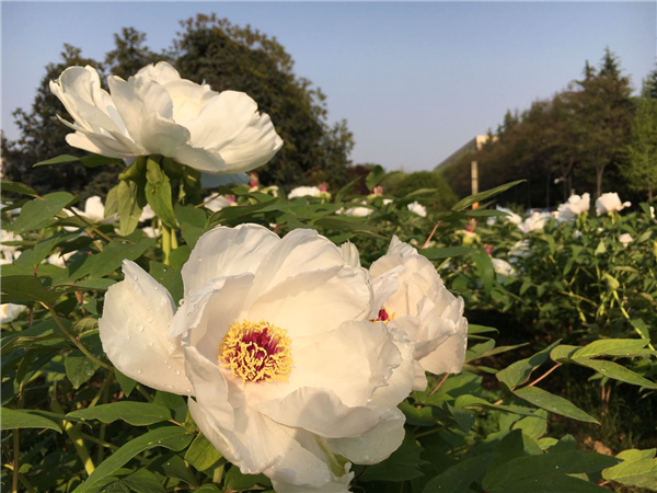 1587352206192257.png 02_副本.png