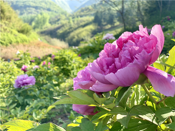 1587471215824974.jpg 3 (2)_副本.jpg