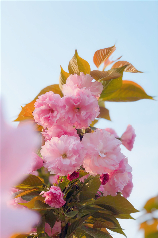 1587471247106197.jpg 4 (2)_副本.jpg