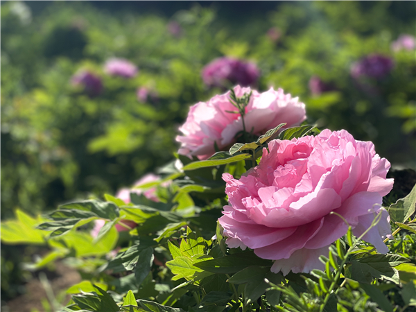 1587471299791966.jpg 3_副本.jpg