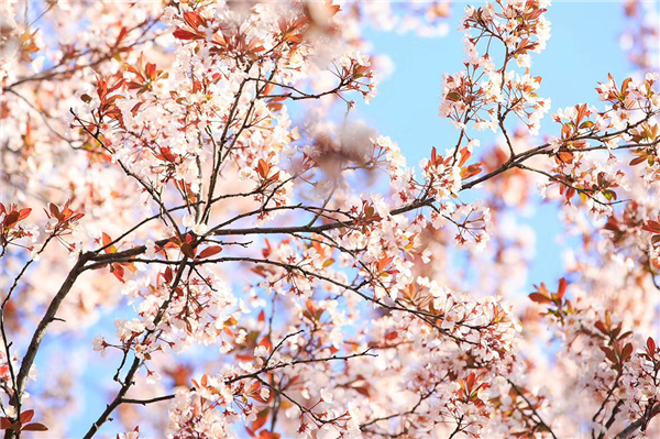 1587471318563222.jpg 4 (3)_副本.jpg