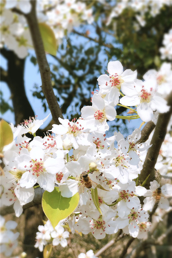 1587471372219124.jpg 5_副本.jpg