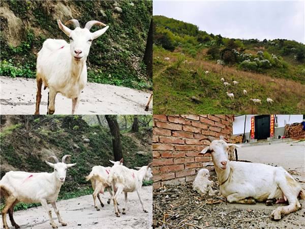 1587478154620283.jpg 5_副本.jpg