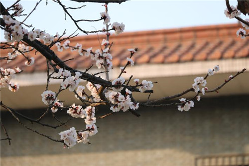 1646879331855662.jpg 圖片1_副本.jpg