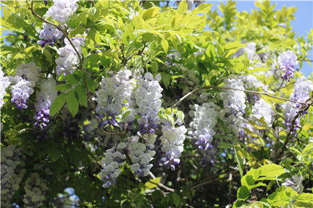 1680251662630621.jpg 圖片2_副本.jpg